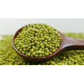 Calidad superior Green Mung Bean para el uso del brote